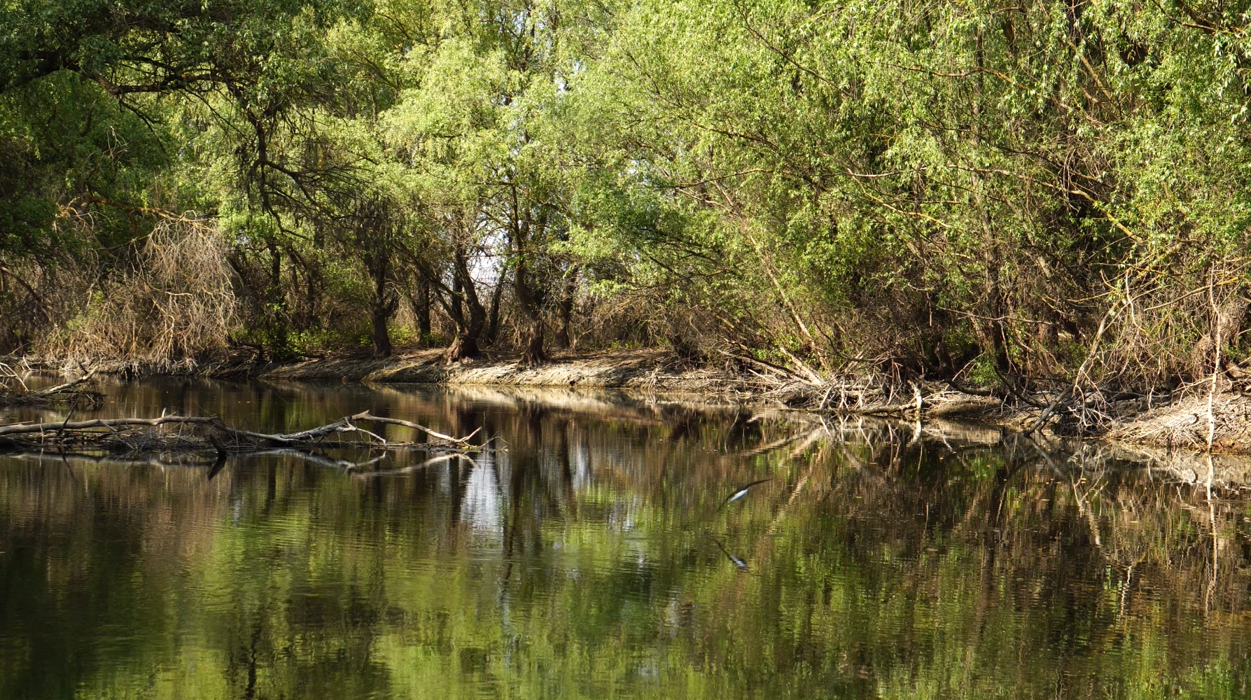 Fotografie din Delta Dunarii