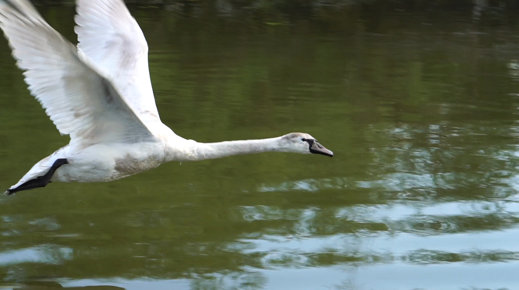 Fotografie din Delta Dunarii