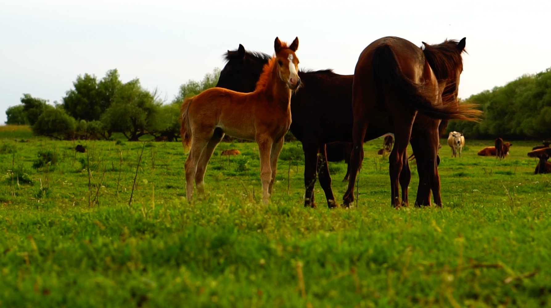 Fotografie din Delta Dunarii