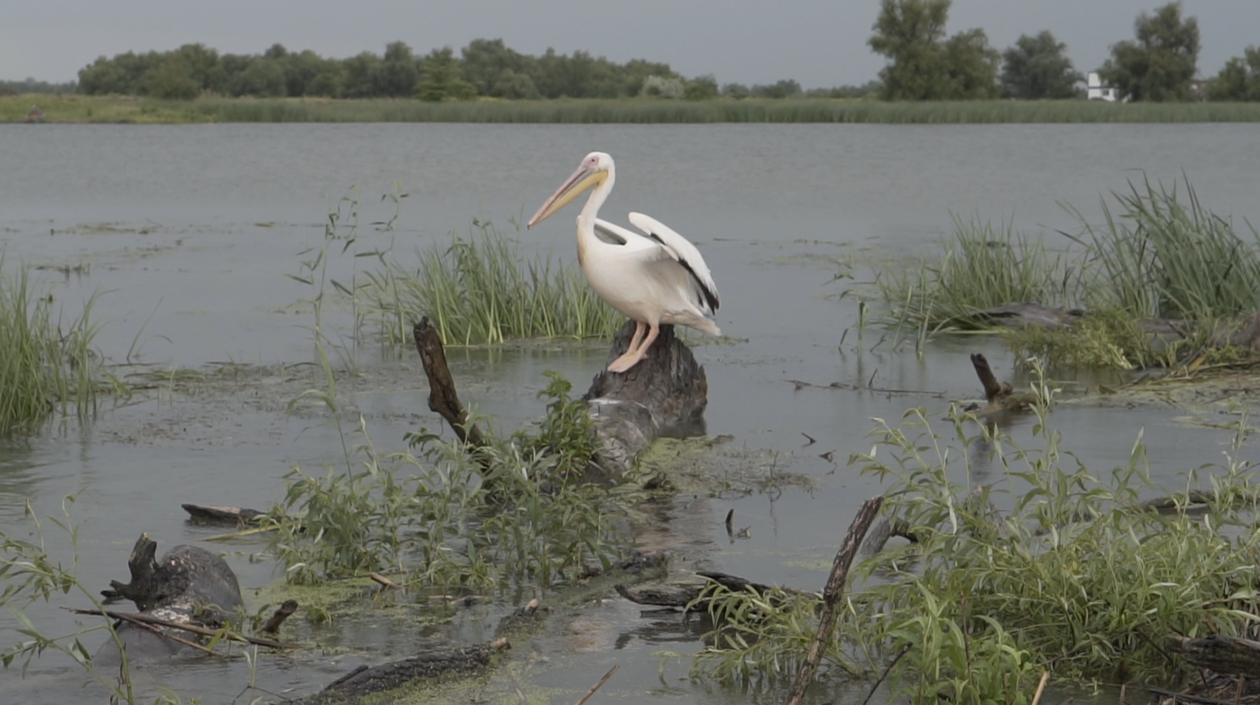Fotografie din Delta Dunarii