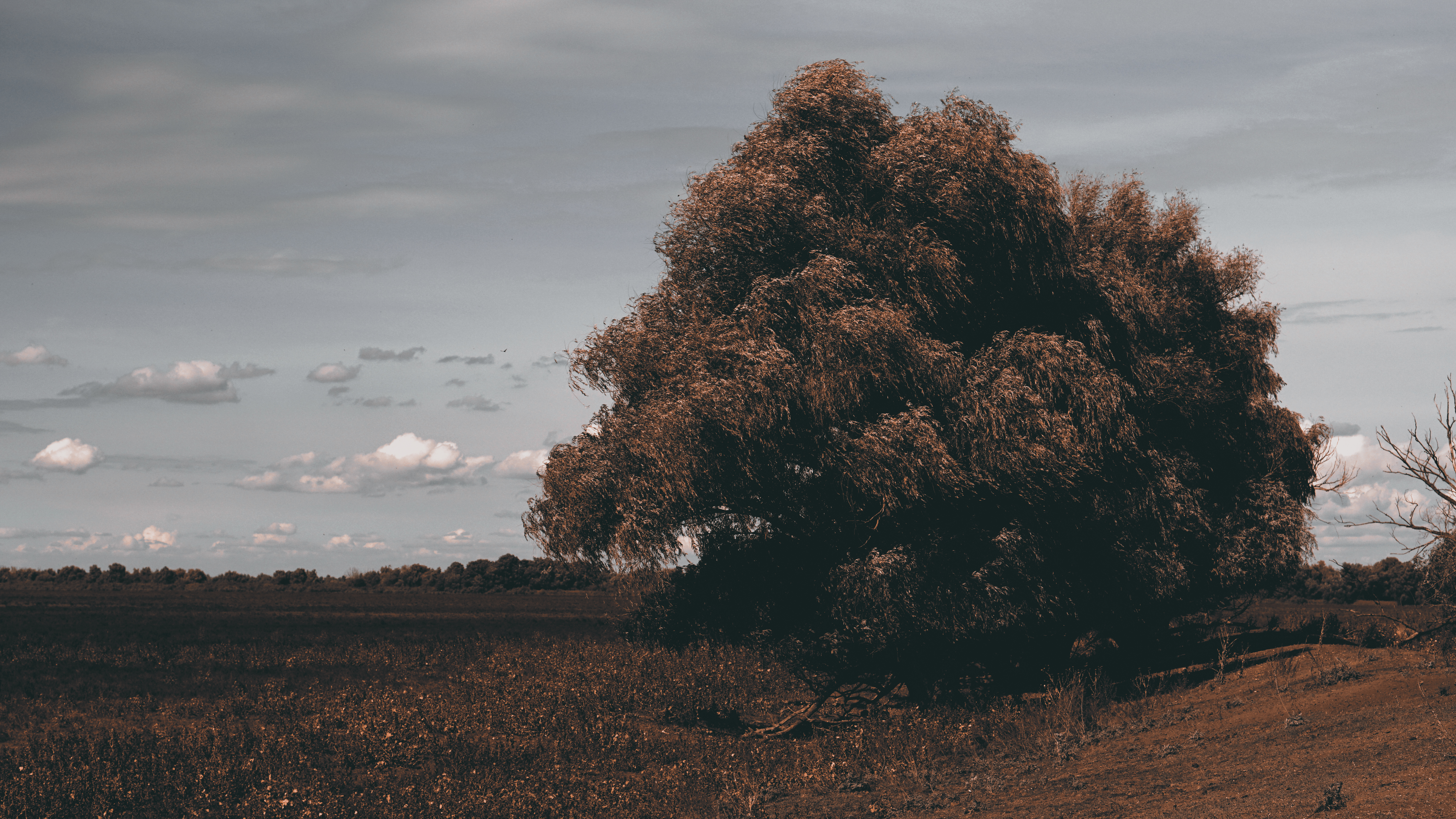 Fotografie din Delta Dunarii