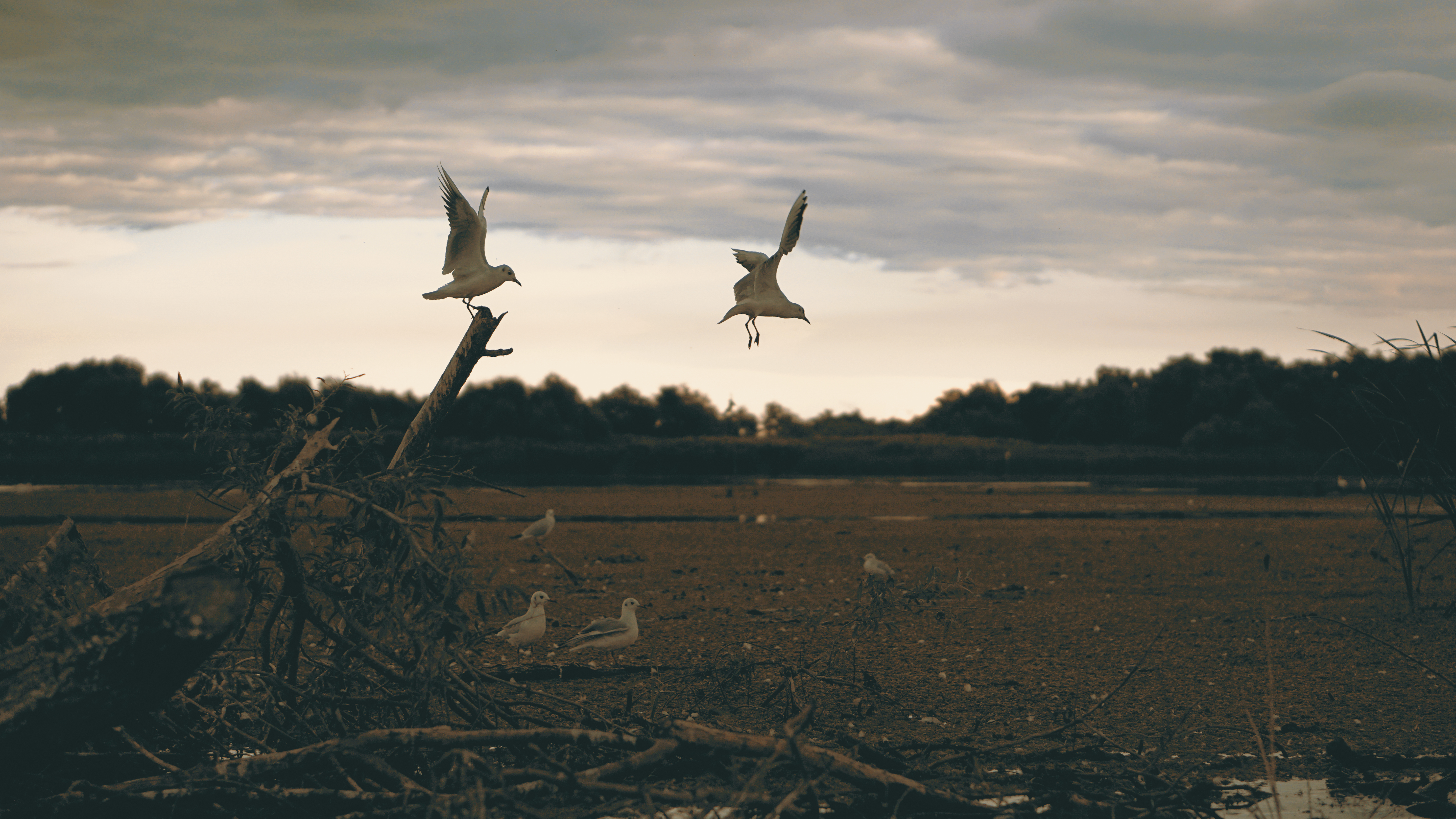 Fotografie din Delta Dunarii